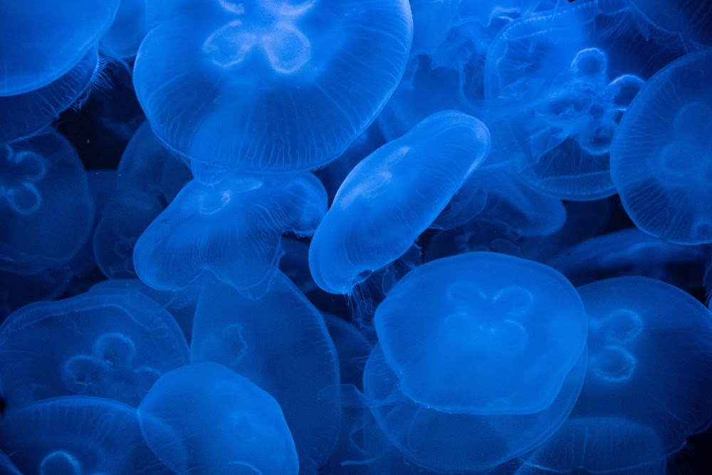 medusas en verano